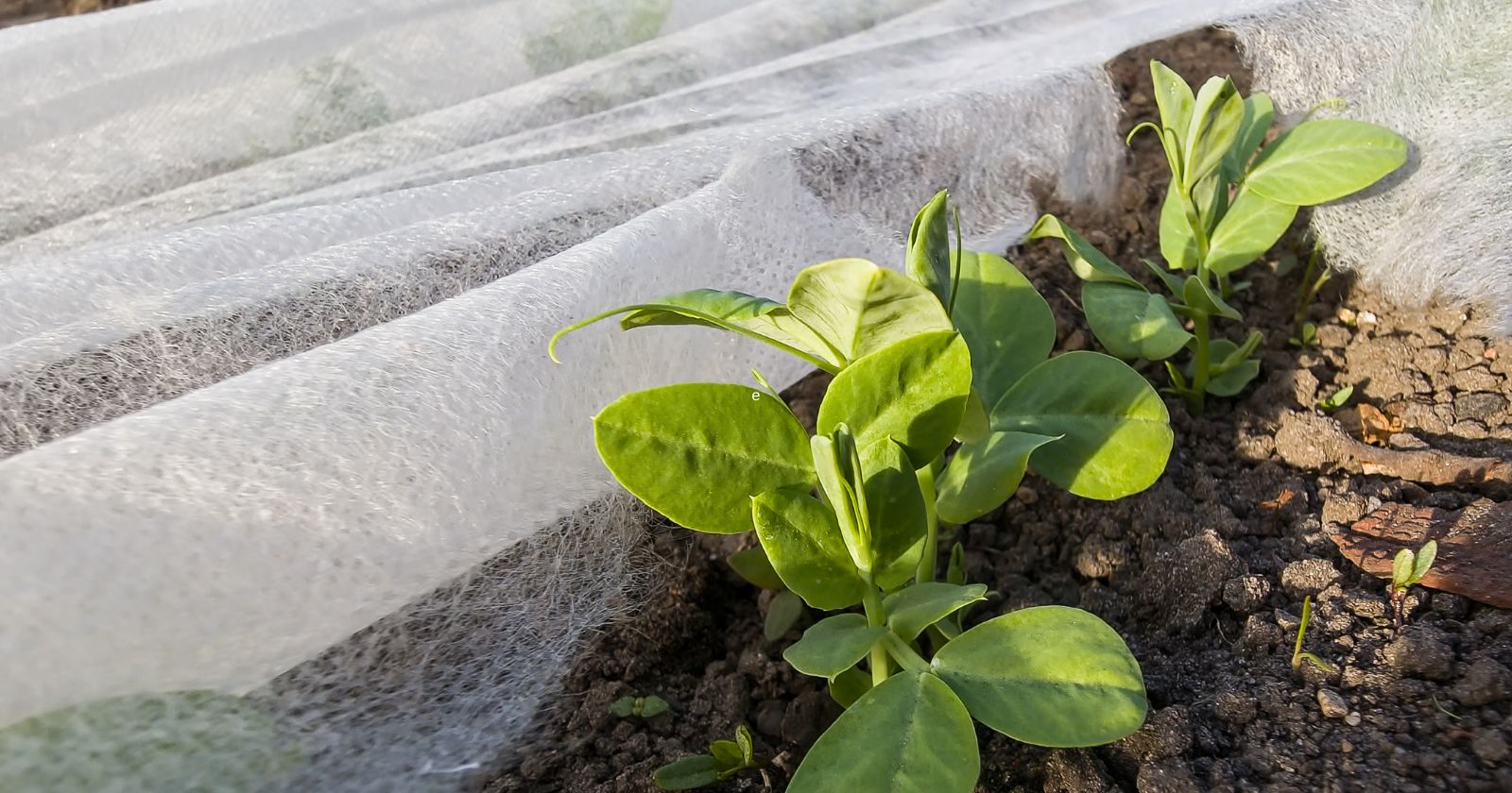 como proteger plantas del frio