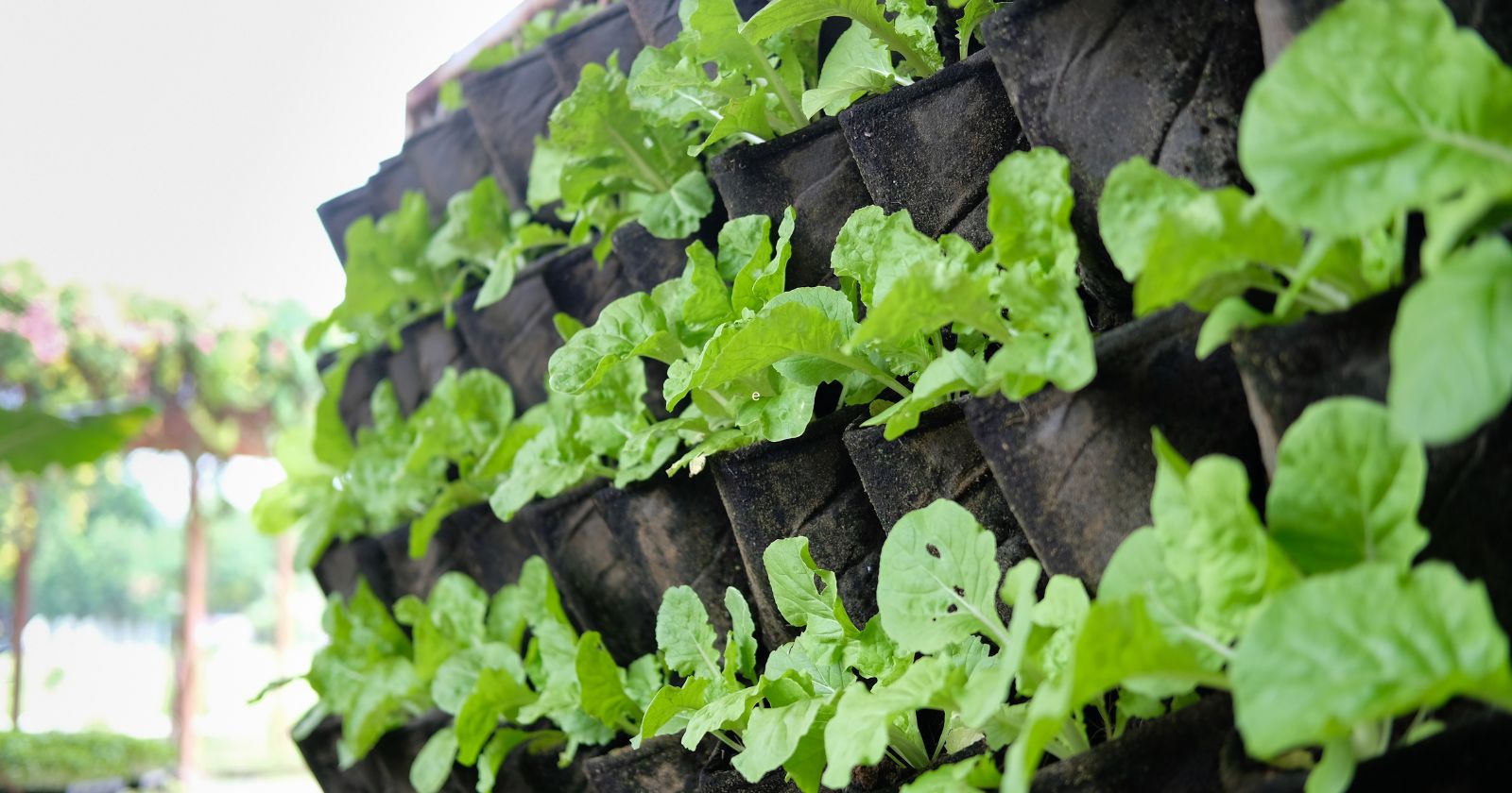 jardin vertical casero